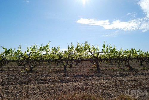 弗德喬（Verdejo）這個品種主要種植于西班牙盧埃達（Rueda）產區(qū)，被譽為“西班牙盧埃達產區(qū)的驕傲”。相比長相思葡萄酒，弗德喬葡萄酒的酒體要稍微豐滿一些，但酸度要稍微低一些。