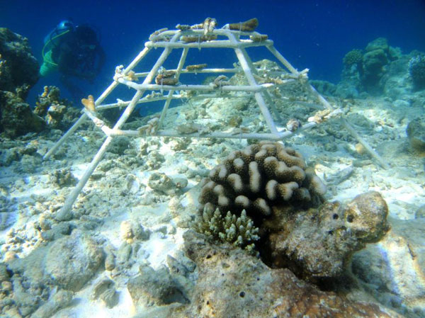 COMO夏日全家總動員 暑期游海島