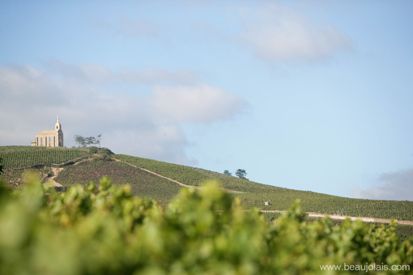 Inter Beaujolais以優(yōu)質(zhì)年份佳釀慶賀猴年來臨