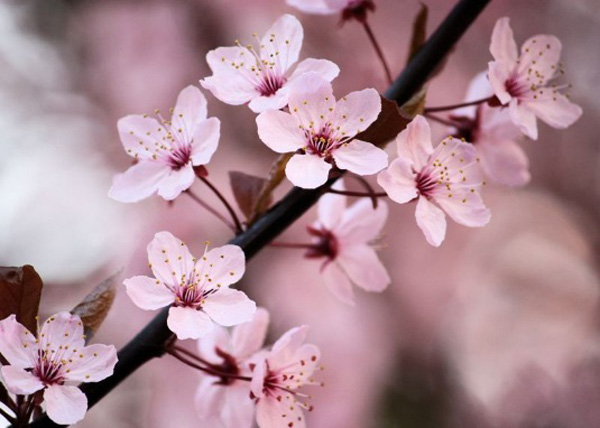 櫻花季來了！Airbnb帶您像本地人一樣“花見”