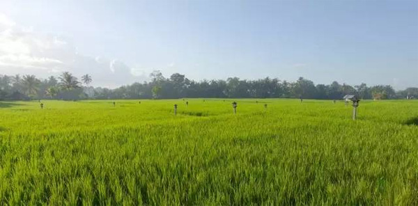 巴厘島烏布塔娜伽嘉Chedi Club，文青范度假