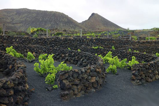 關于火山葡萄酒你應該知道的事