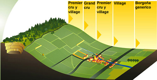 最好的勃艮第葡萄園通常位于山腰部位，山頂和山底的田地次之