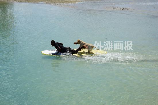 不少游客帶著寵物一起度假，金毛犬已經(jīng)能熟練跳上滑水板