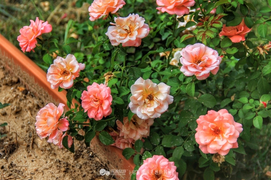 院子里的花