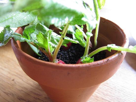 Radish， soil and grass 小蘿卜、土和草