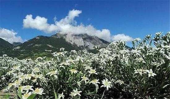 阿爾卑斯奇葩：雪絨花