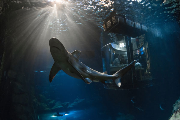 中國情侶入住Airbnb巴黎水族館，和鯊魚“共眠”