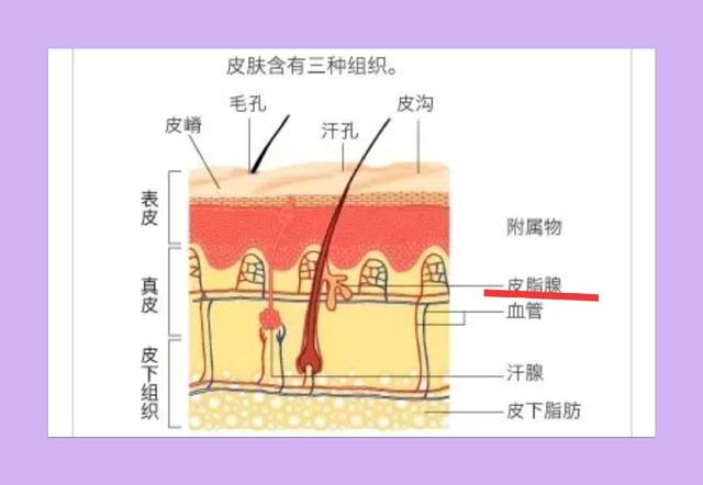 護(hù)膚