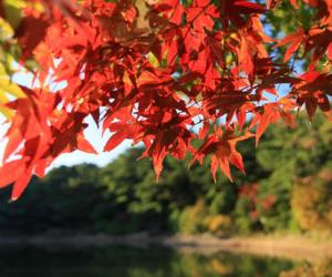 六甲山の紅葉美景（圖）