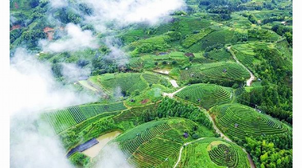 茶旅只適合春天？一生要去的20個茶旅勝地，夏季避暑就去這里了