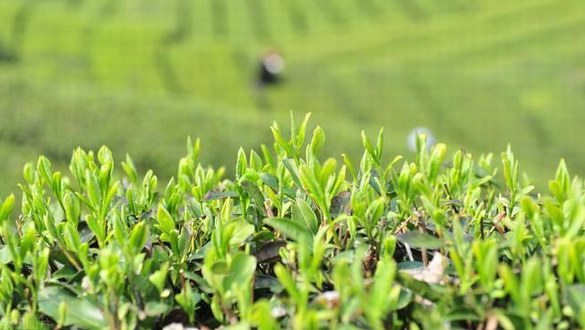 買茶，別被“明前茶、古樹(shù)茶、手工茶”這些標(biāo)簽給忽悠了