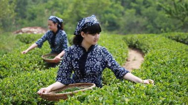 悟千年茶道，品八域龍井，一文讀懂龍井茶怎么選？