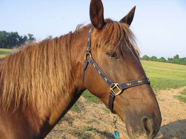 夸特馬(Quarter Horse) ,美國(guó)最流行的馬種