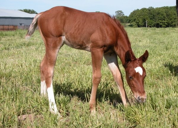 夸特馬(Quarter Horse) ,美國最流行的馬種