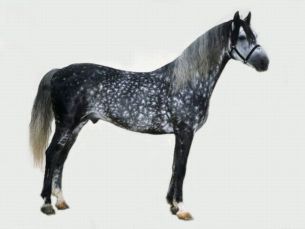 夸特馬(Quarter Horse) ,美國(guó)最流行的馬種