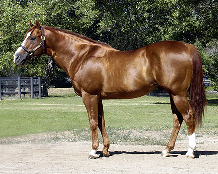 夸特馬(Quarter Horse) ,美國(guó)最流行的馬種