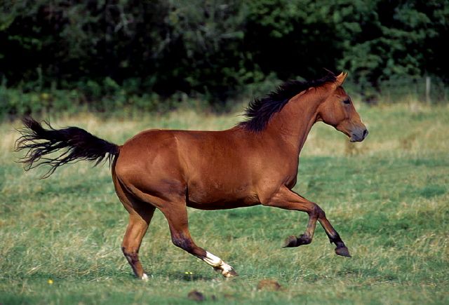 夸特馬(Quarter Horse) ,美國最流行的馬種