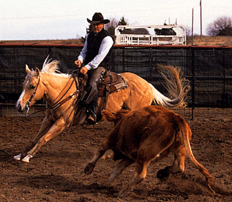 夸特馬(Quarter Horse) ,美國最流行的馬種