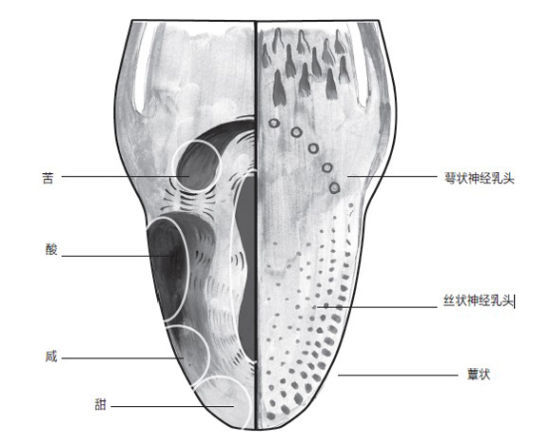 舌頭對各種味道的敏感度