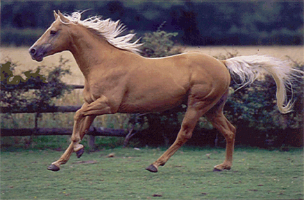 夸特馬(Quarter Horse) ,美國最流行的馬種